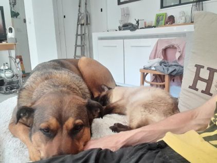 Photo de Oprah, Berger Belge Malinois crois� Rottweiler