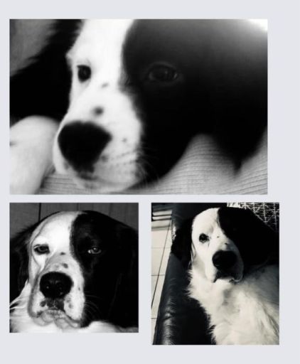 Photo de C�sar, Border Collie crois� Setter anglais