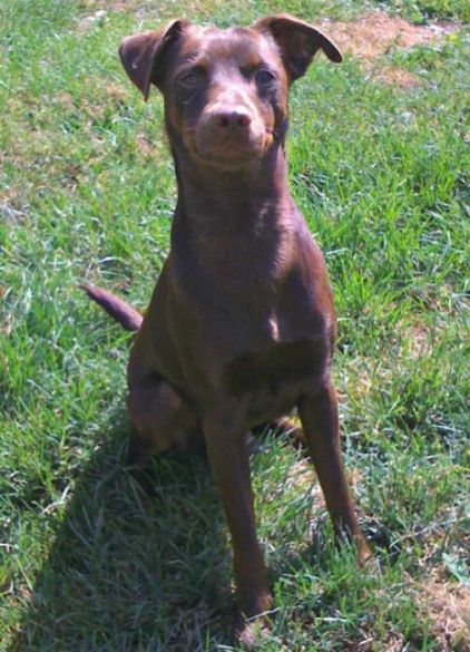 Photo de Franklin, Jack Russell terrier crois� Pinscher nain