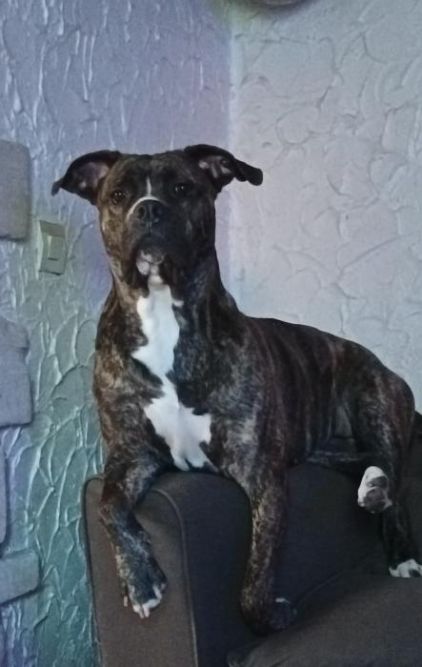 Photo de Pryska, Cane Corso crois� American Staffordshire terrier