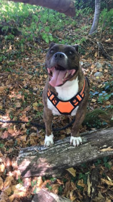Photo de Kayser, American Staffordshire terrier pure race