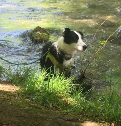 Photo de Miski, Border Collie crois� Fox-terrier