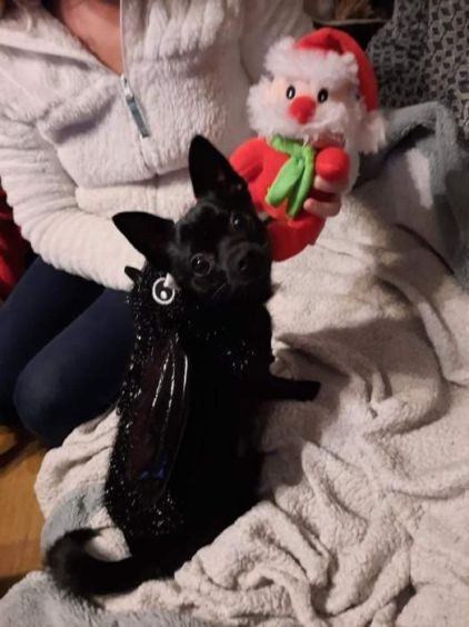 Photo de Ryu, Chihuahua crois� Spitz nain