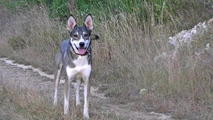 Photo d'Anka, Chien-loup de Saarloos crois�