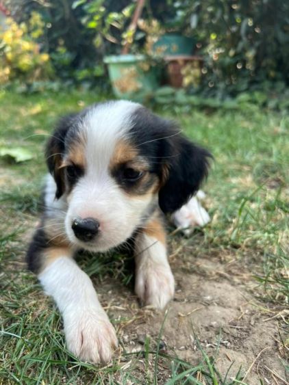 Photo de Toffee, Epagneul breton crois� Golden Retriever