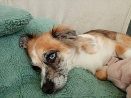Photo de Maevys, P�kinois crois� Chihuahua