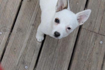 Photo de Tefiti, Chihuahua pure race