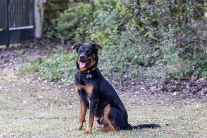 Photo de Toad, Beauceron crois� Rottweiler
