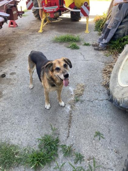Photo de Heliot, Beauceron crois� Berger Allemand