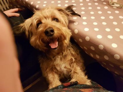Photo de Luffy, Yorkshire terrier crois� Epagneul breton