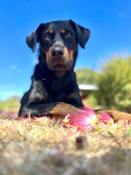Photo de Nina, Beauceron crois� Rottweiler