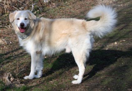 Photo d'Angel, Montagne des Pyr�n�es crois�