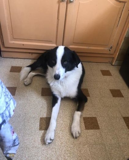 Photo de Django , Border Collie crois�