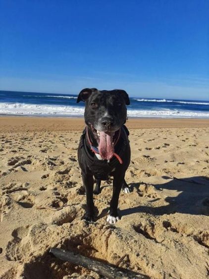 Photo de Pablito, American Staffordshire terrier crois� Border Collie