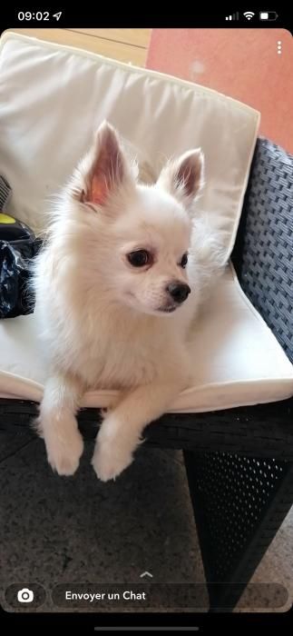 Photo de Jerzey, Chihuahua pure race
