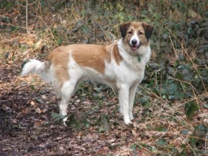 Photo d'Arla, Border Collie crois� Montagne des Pyr�n�es