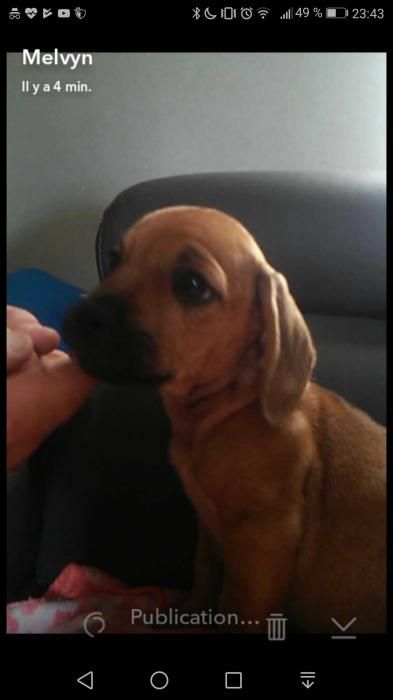 Photo de Louna, Bouledogue fran�ais crois� Teckel