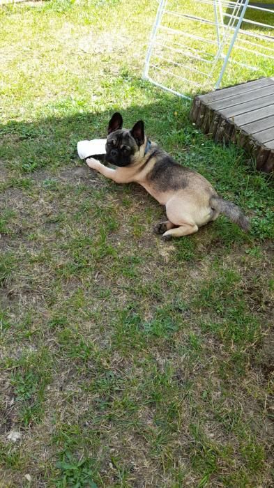 Photo de Sapristi, Bouledogue fran�ais crois� Carlin