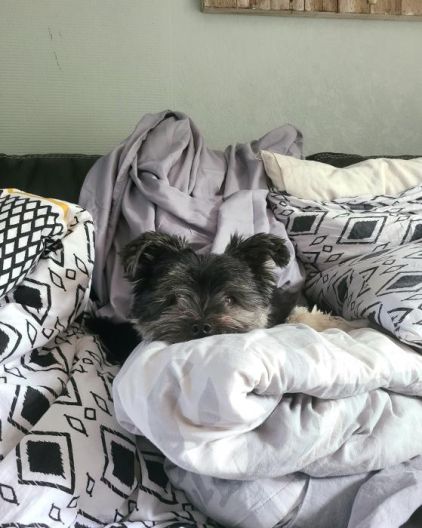 Photo de Pako, Spitz allemand crois� Yorkshire terrier