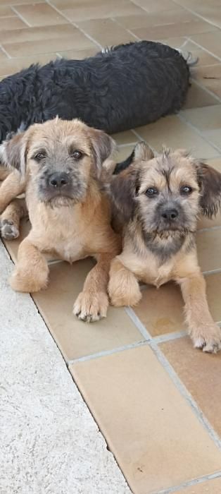 Photo de Bob, Shih Tzu crois� Bobtail