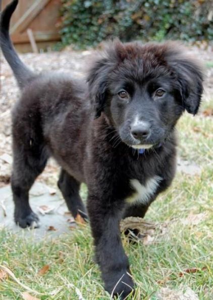Photo de Balou, Border Collie crois� Labrador Retriever