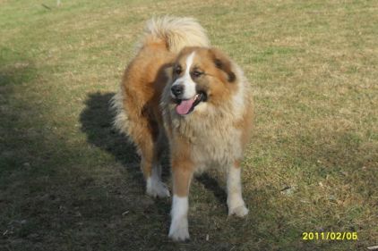 Photo de Calina, Bouvier bernois crois� Montagne des Pyr�n�es