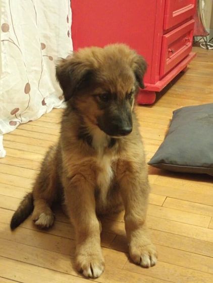 Photo de Lobo, Berger Belge Tervueren crois� Bouvier bernois