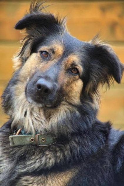 Photo de Galka, Berger Allemand crois� Border Collie