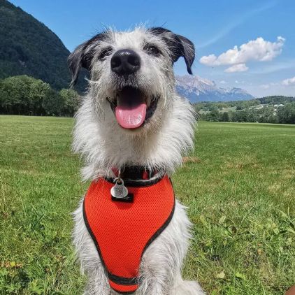 Photo de MOON, Border Collie crois� Fox-terrier