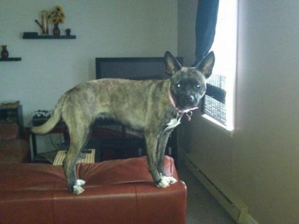 Photo de Bella, Terrier de Boston crois� Spitz allemand