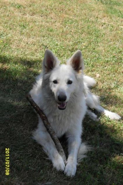Photo de Bounty, Berger blanc suisse pure race