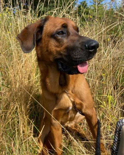 Photo de Deuwel, Beauceron crois� Saint-bernard