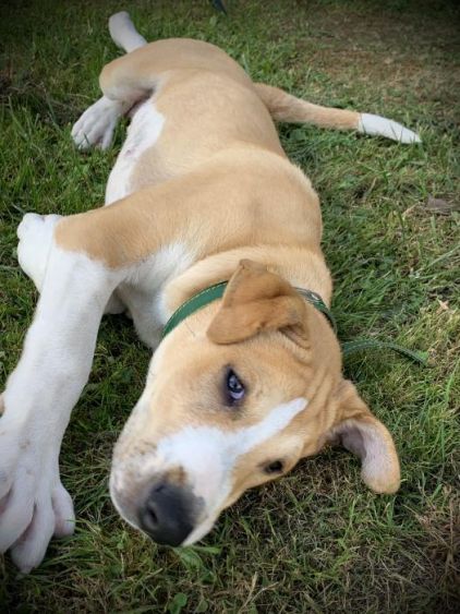 Photo de Topi, Shar Pei crois�