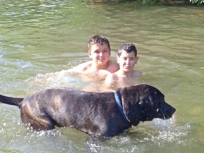 Photo de Roxie, Bouvier bernois crois� Cane Corso