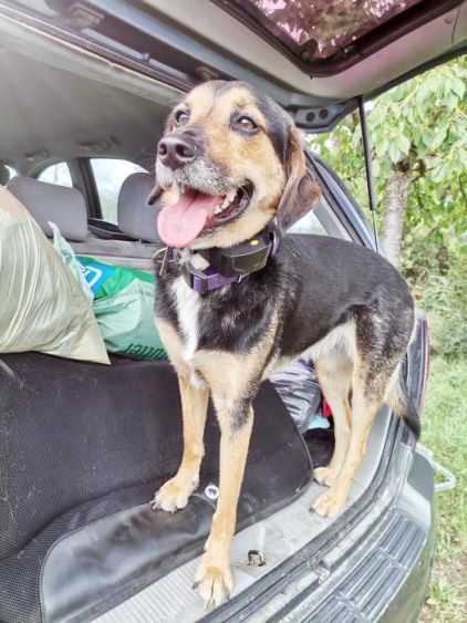 Photo de Ruby, corniaud Berger Belge Malinois Berger australien