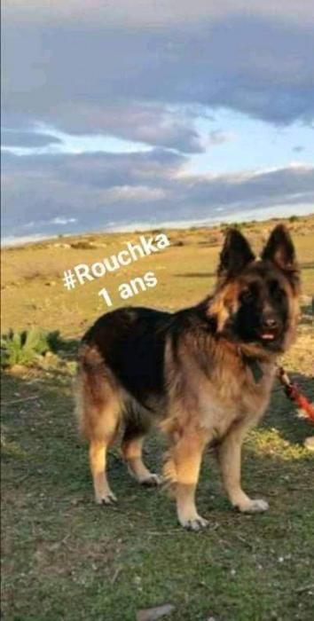 Photo de Rouchka, Berger Allemand pure race