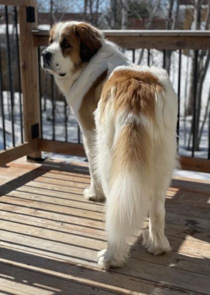 Photo de Marcus, Saint-bernard crois� Montagne des Pyr�n�es
