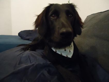 Photo de Noz, corniaud L�vrier Border Collie