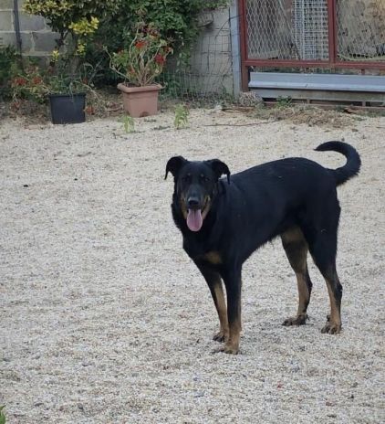 Photo de Beauceron