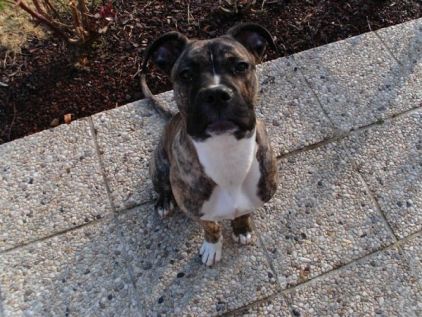 Photo de Farine, Cane Corso crois� Dogue argentin