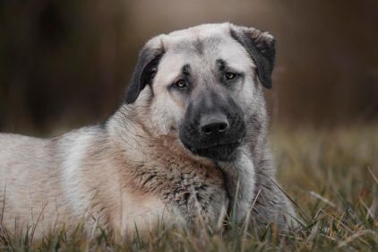 Photo de Hades, Berger d'Anatolie kangal pure race