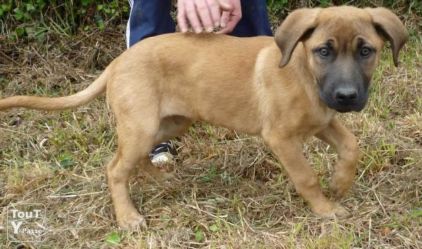 Photo de Bidus, Berger Belge Malinois crois� Cane Corso