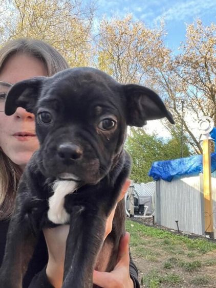 Photo d'Harlo, Terrier de Boston crois�