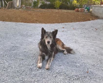 Photo de Fanta, Border Collie crois� Husky