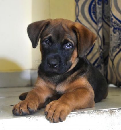 Photo de L�o, Dogue de Bordeaux crois� Rottweiler