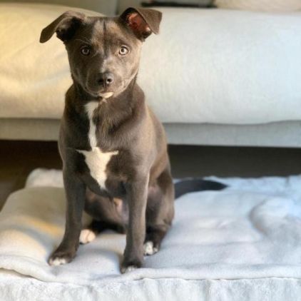 Photo d'Onni, American Bully crois� Spitz allemand