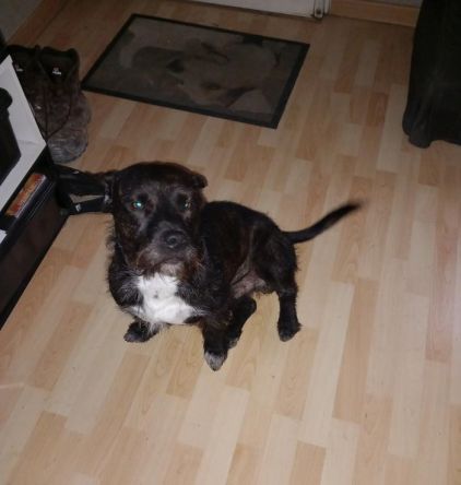 Photo de Ness, Staffordshire Bull Terrier crois� Fox-terrier