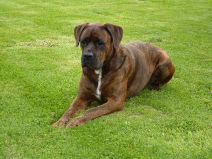 Photo de Thor, Boxer crois� Cane Corso