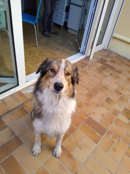 Photo de Romeo, Border Collie crois� Montagne des Pyr�n�es