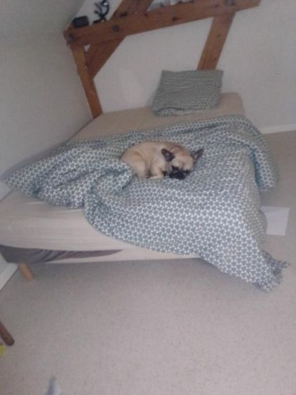 Photo de Pita, Bouledogue fran�ais pure race